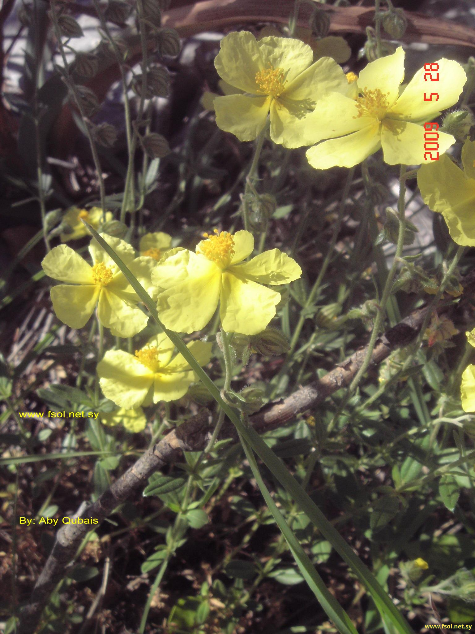 Helianthemum salicifolium (L.) Mill